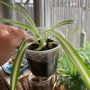 Baby Spider Plant