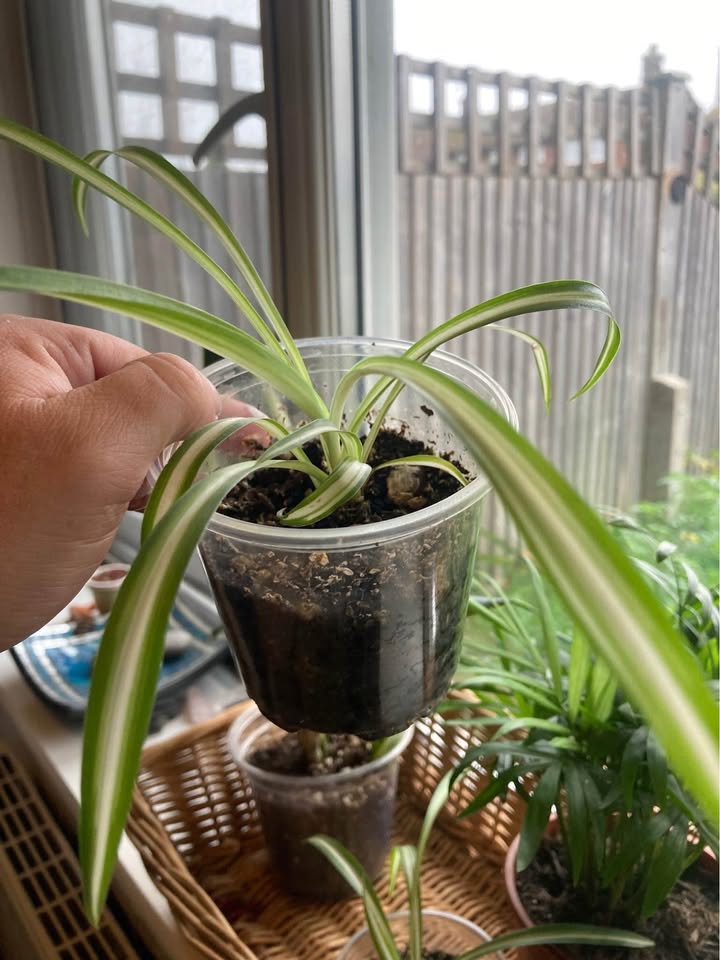 Baby Spider Plant