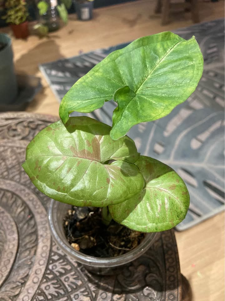 Syngonium Milk Confetti – Pink Variegated - Image 2