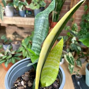 Sansevieria Trifasciata (Snake Plant) with Pups – Easy-Care Air-Purifying Houseplant
