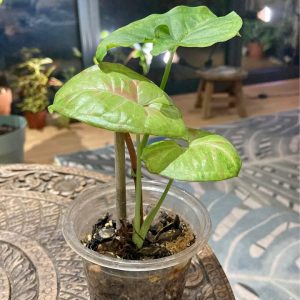 Syngonium Milk Confetti – Pink Variegated