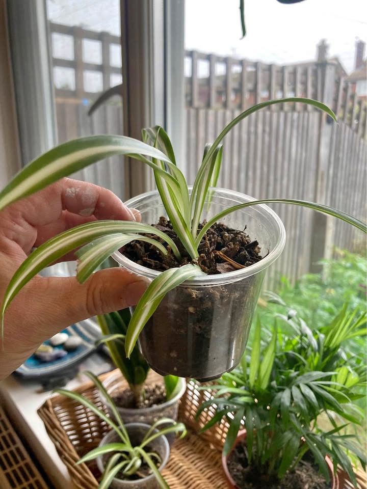 Baby Spider Plant - Image 2
