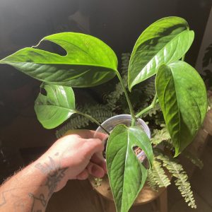 Epipremnum Pinnatum - Split leaf pothos