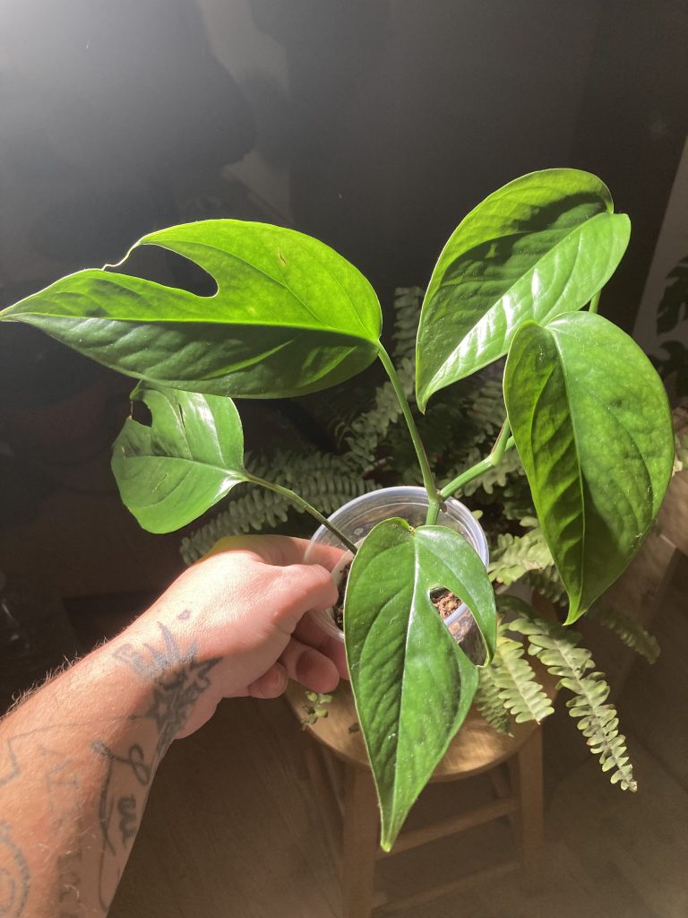 Epipremnum Pinnatum - Split leaf pothos