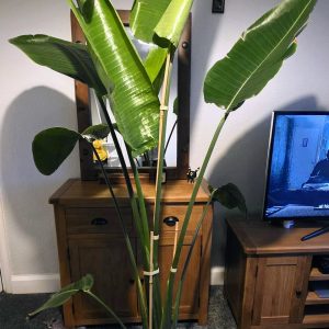 Large bird of paradise