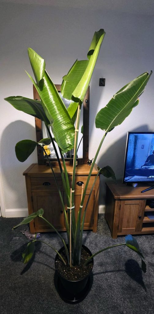 Large bird of paradise