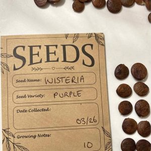 Purple Wisteria Seeds – Freshly Collected