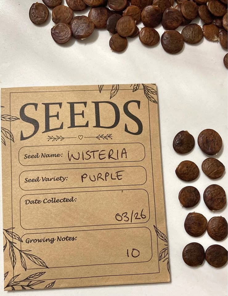 Purple Wisteria Seeds – Freshly Collected